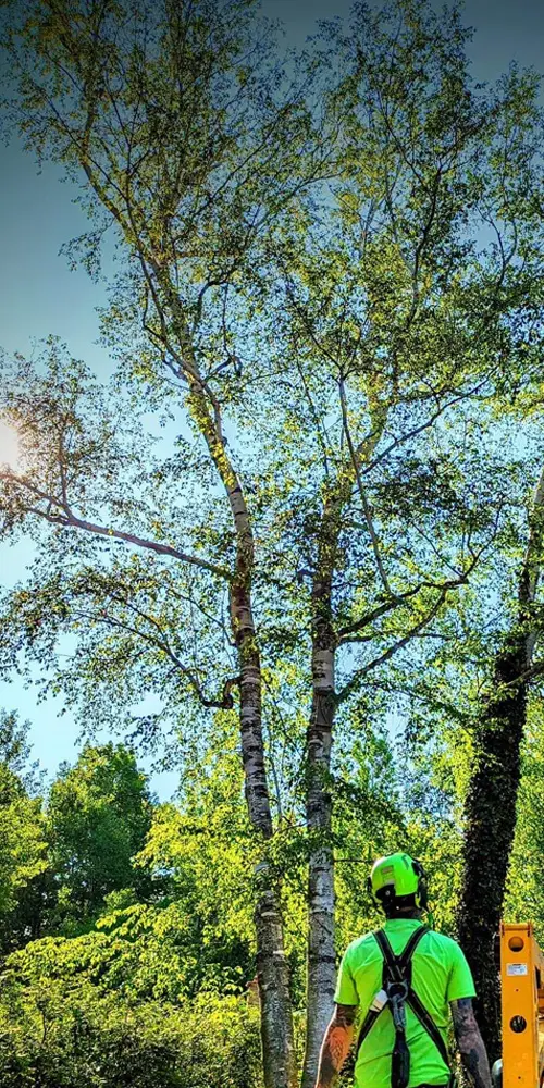 A Canopy Tree Care crew member in a climbing harness looking up into a stand of birches, planning the cut.