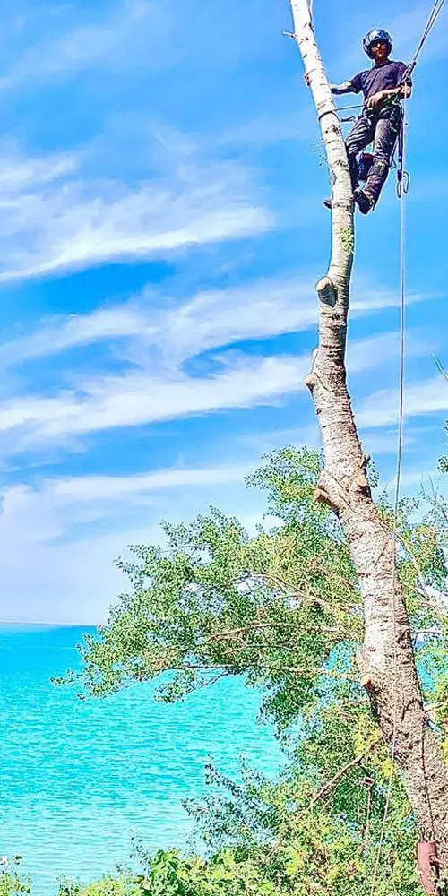 An arborist roped into a birch above the Lake Huron shoreline, taking the tree down in sections.
