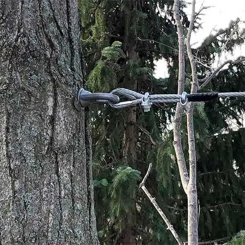 A steel cable and turnbuckle brace installed between two trunks to stabilise a split.