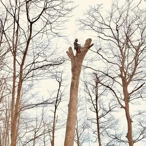 A climber high in a bare hardwood, sectioning the trunk during a removal.