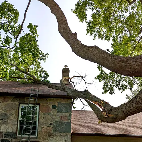A large limb brought down across a stone house roof after a storm.