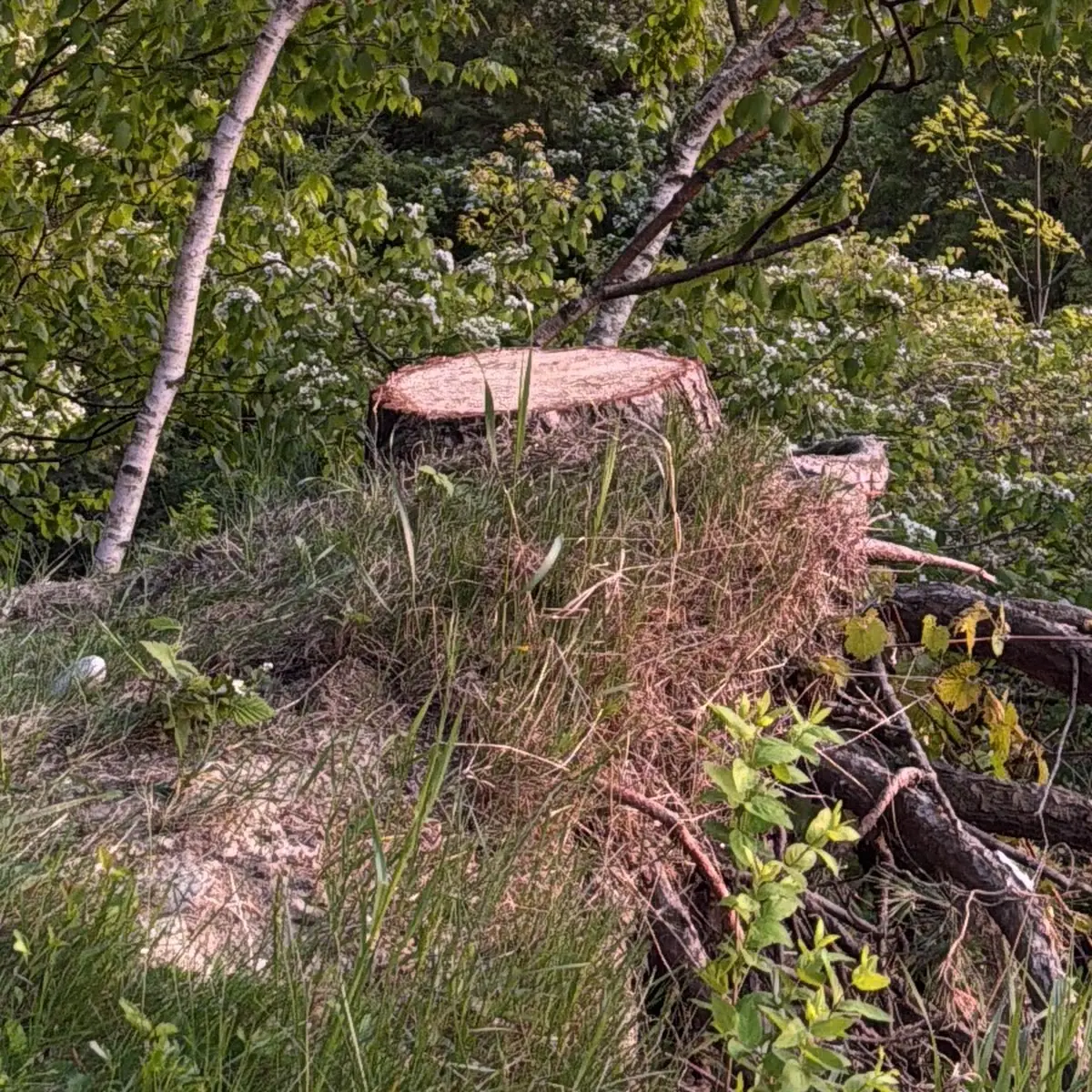 A freshly cut tree stump on a grassy bank, its sawn face still pale, with a second cut stump behind it.