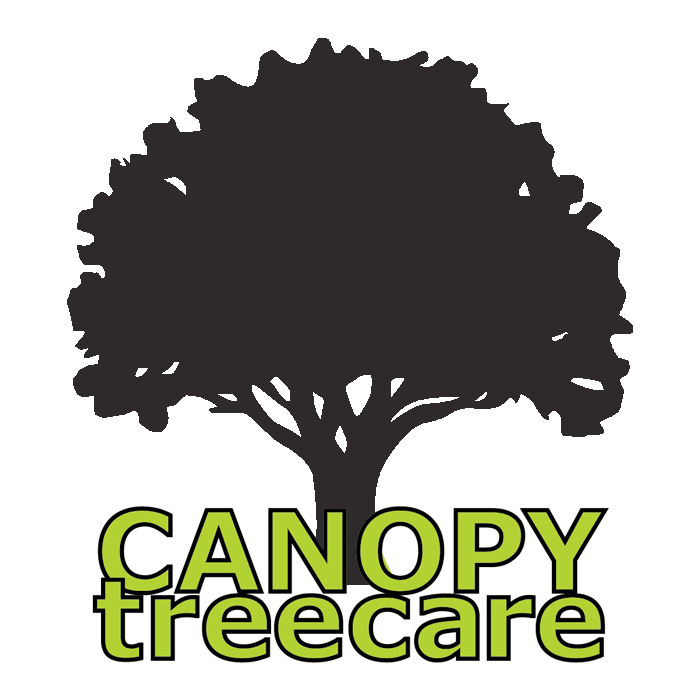 logo with a large dark grey silhouette of a deciduous tree with company name Canopy Tree Care underneath in light green with dark grey borders around each letter